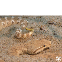 گونه کک مار Leaf- nosed Viper